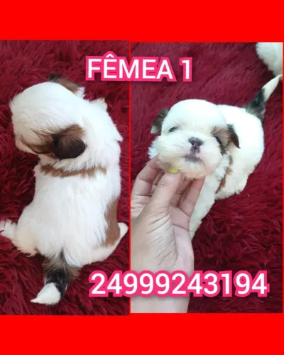 Últimas fêmeas disponíveis