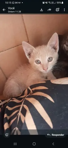 Gatinho