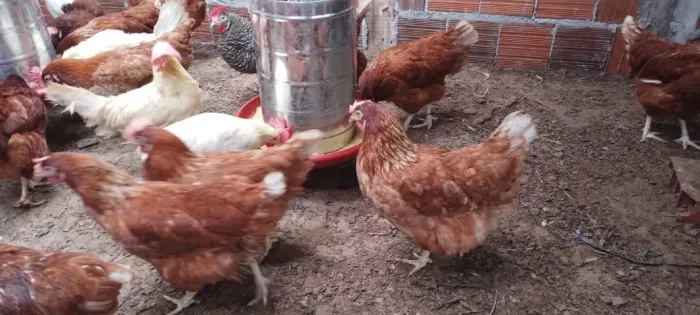 Galinhas Poedeiras de Alta Produção de Ovos