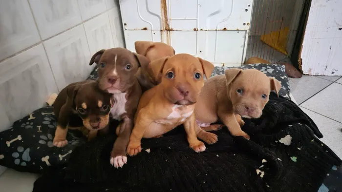 Filhotes de Pit Monster