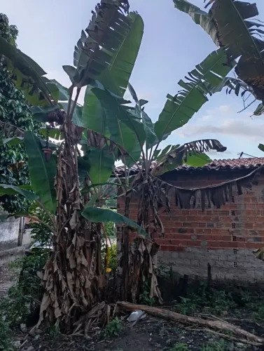 Sítio com casa