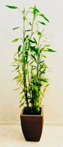Vaso com Bambu da Sorte Grande - Planta Natural para Sala/Escritório
