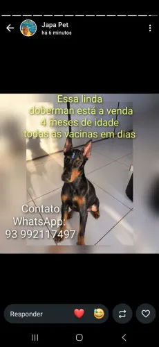 Cachorrinha doberman