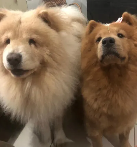 Chow Chow damos o pedigree grátis ...parcelo 