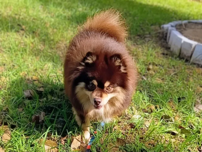 VENDA - Spitz Alemão Chocolate Tan | Macho | 1 ano e 9 meses