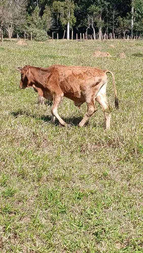 Vendo bezerro mestiço barato