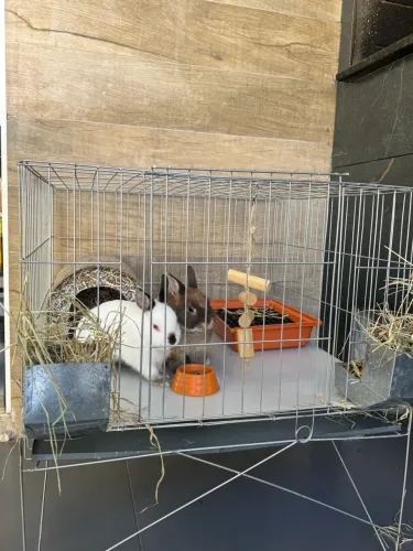 Casal de Coelhinhos Netherland + Gaiola Completa
