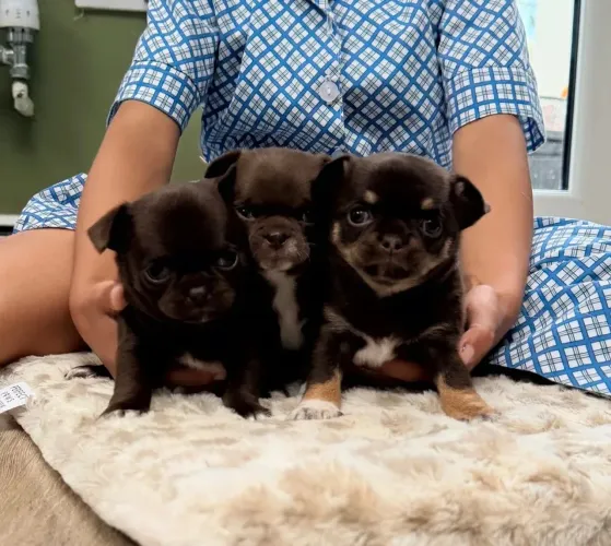 Lindos filhotes de Chihuahua com vacina importada.