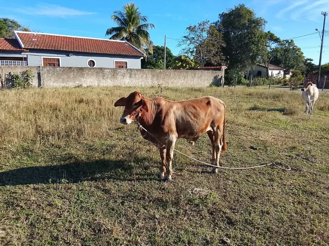 Bezerro