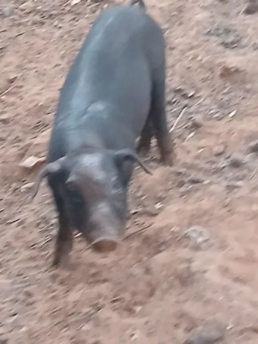 Leitoas