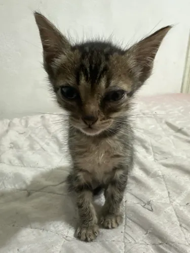 Gatinha para adoção