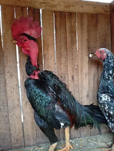 Frango Gogó de sola Body