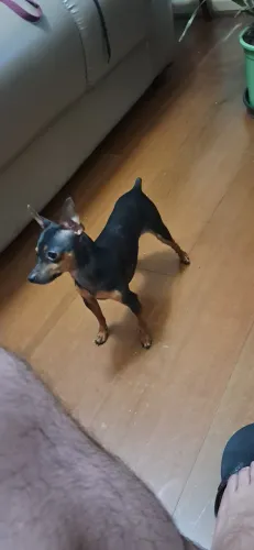 Procuro macho de Pinscher zero para cruzar