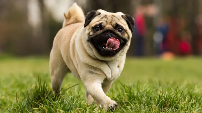 Pug mini macho ( não é doação )