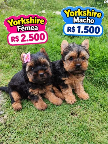 Filhotes lindos