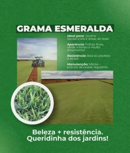 Grama Batatais Produto Natural Alta Durabilidade 