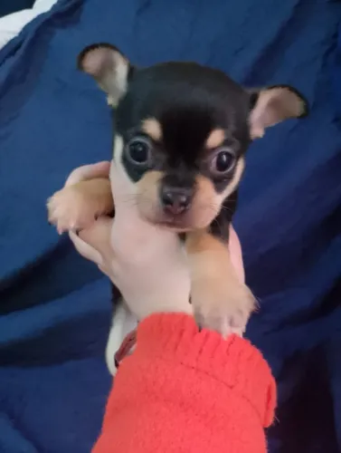 Chiuhauha macho