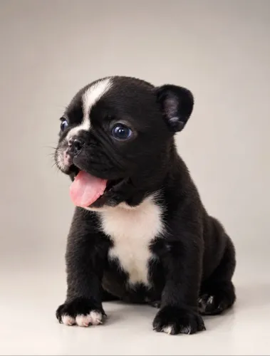 Filhote buldogue francês