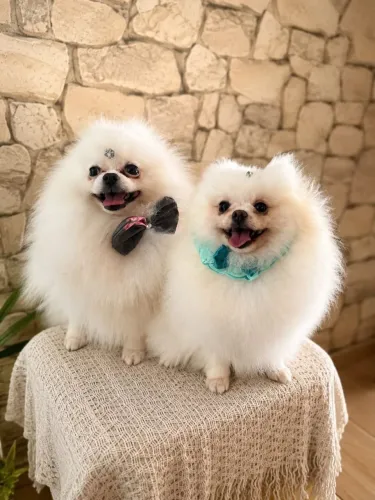 Spitz Alemão Anão 