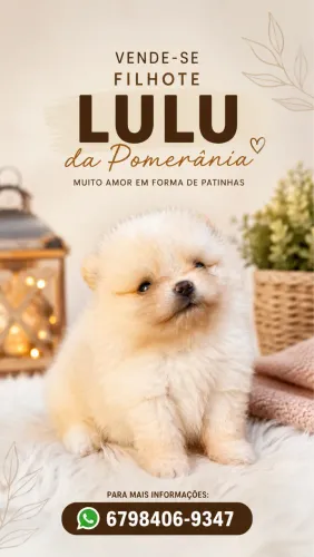 Lulu da Pomerânea 