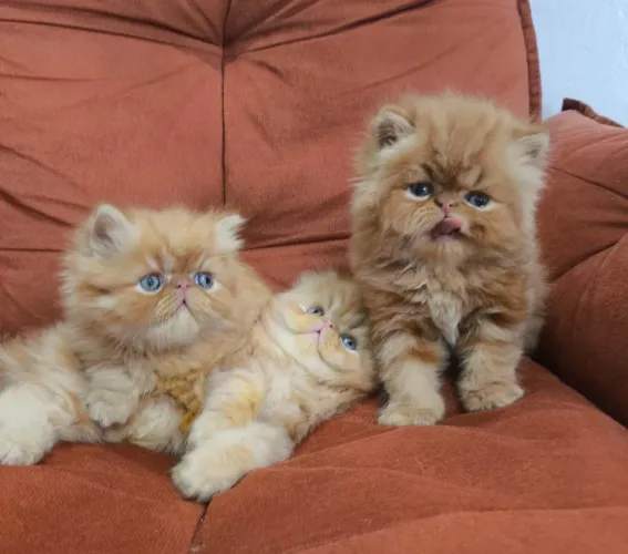 Gato persa