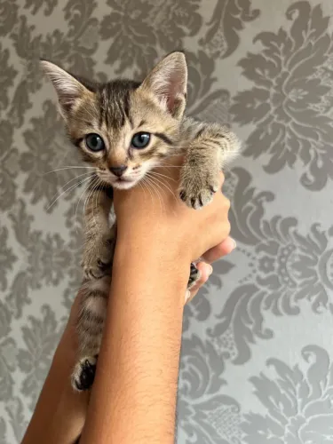 Filhote de gato pra adoção 
