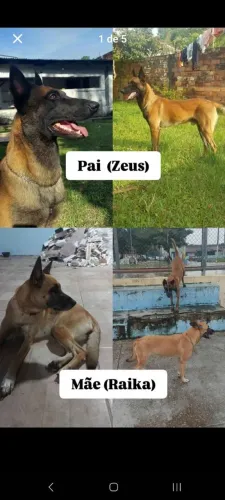 Pastor Belga Malinois - Linhagem de trabalho 