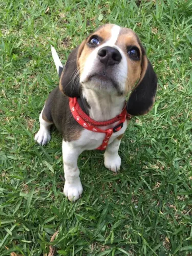 Beagle puro charme e energia positiva