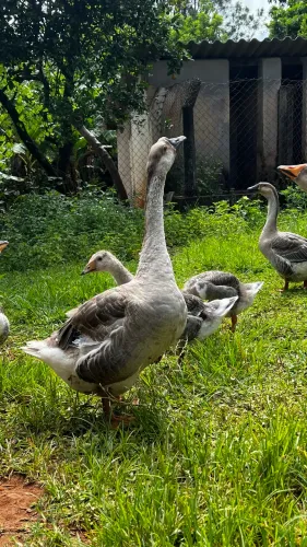 Ovos férteis de ganso sinaleiro pardo
