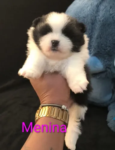 Fêmea lulu da Pomerânia