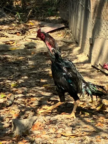 Galo índio