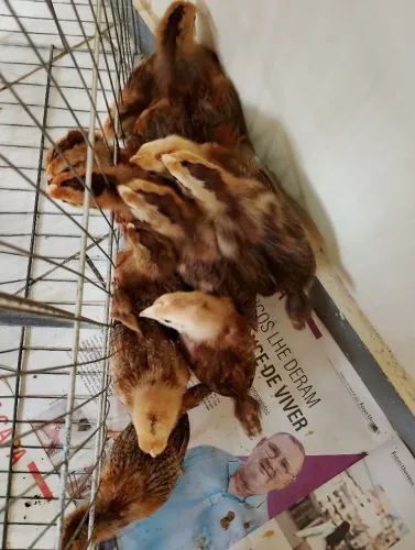 Embrapa 51 já podem ser soutas. 6  por 100 reais 