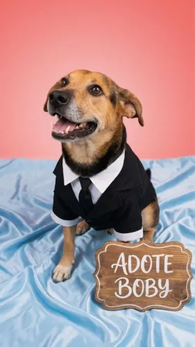 Cão Boby muito fofo