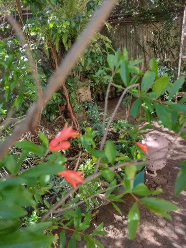 Muda de romã com floração