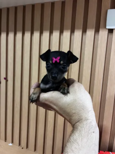Pinscher zero Fêmea