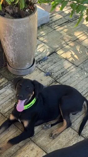 Doação macho porte grande 