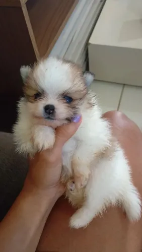 Filhotinho fofo spitz