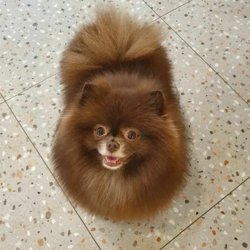 Lulu da pomerania chocolate fêmea