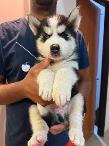 Vendo filhote Husky Siberiano