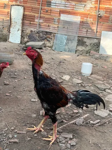 Galo venda ou troca
