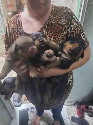 Vende-se filhotes de Rotwaiiller Germano.