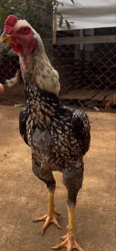 Frango Shamo Linhagem Belga
