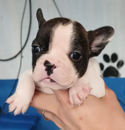 Bulldog Francês Macho