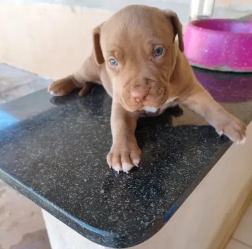Pitbull