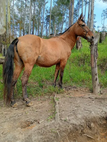 Égua campolina possível prenhez