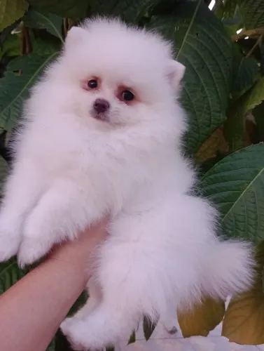 Spitz Alemão Anão, macho perfeito com pedigree e 02 vacinas em 10x no cartão.