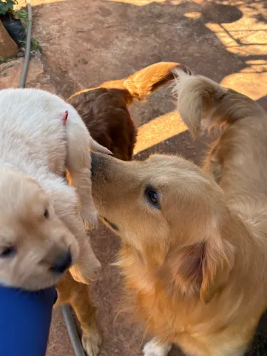 Golden retriever