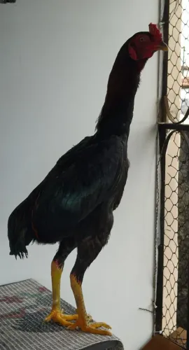 FRANGO SURA MURA EXÓTICO!!