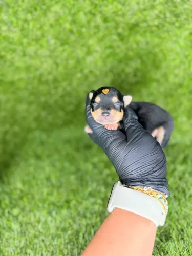 Chihuahua mini