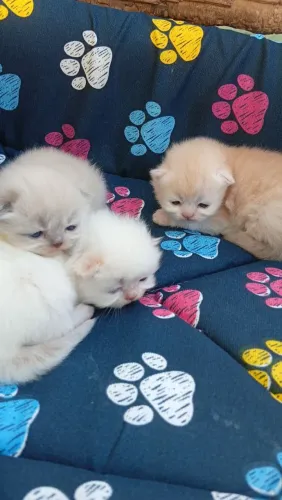 Filhote gato persa fêmea macho